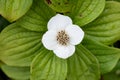 Canadian dwarf cornel Cornus canadensis, creamy white flower